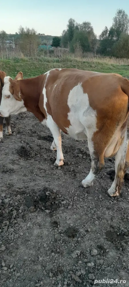 Vand vaca! Vand vaca!