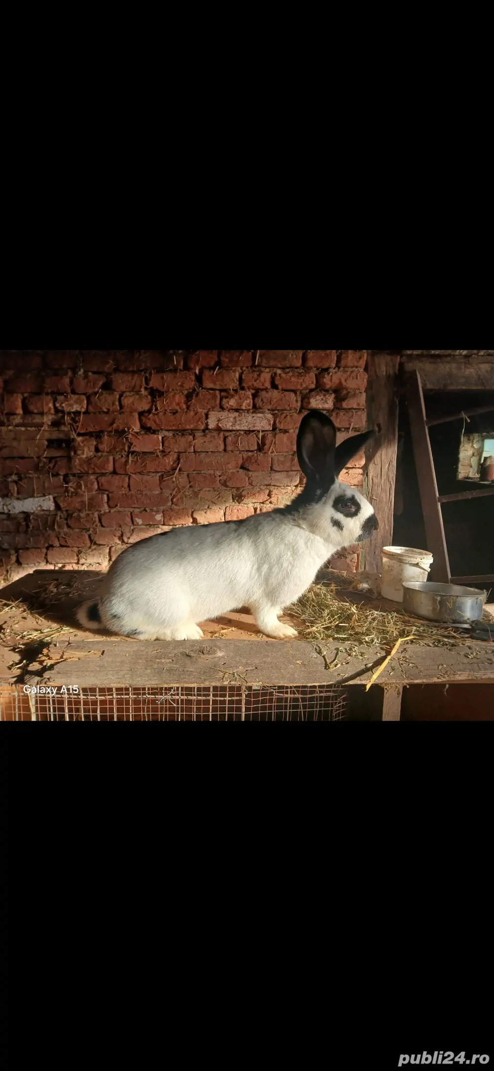 iepuroaica fluture german  iepuroaica fluture german