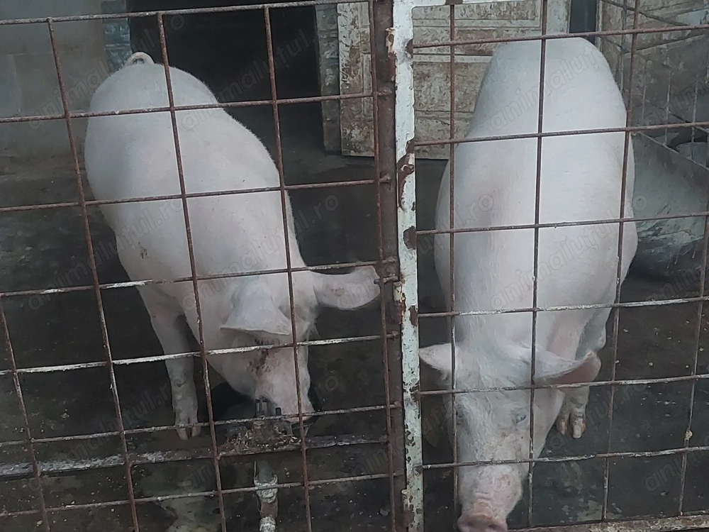 Porci de vanzare Porci de vanzare