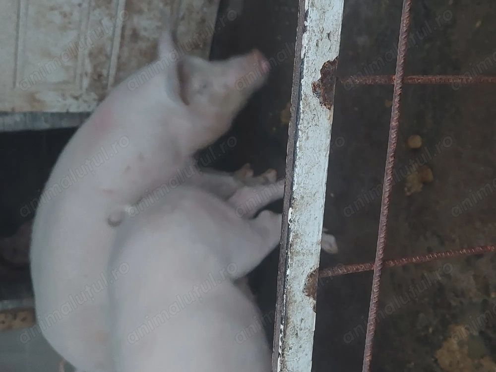 Porci devanzare Porci devanzare