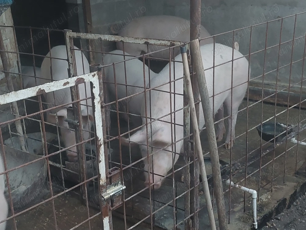 Porci de carne de vanzare Porci de carne de vanzare