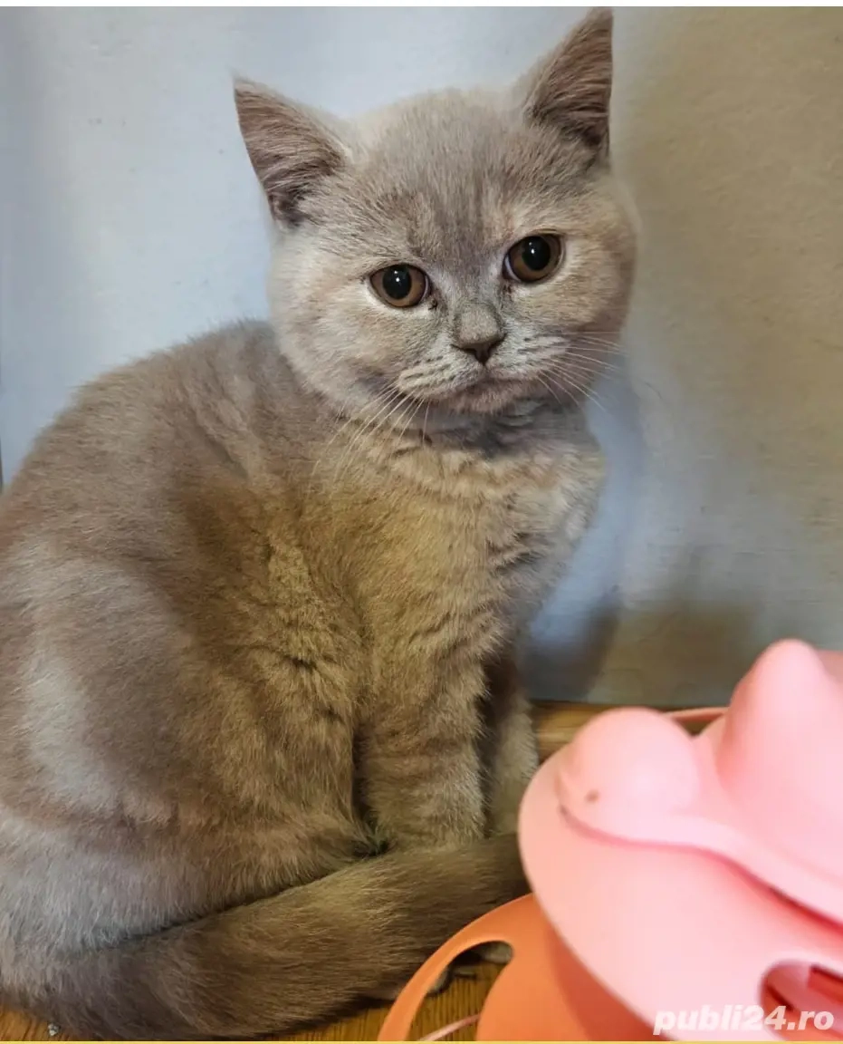 Femelă british rasa pura 