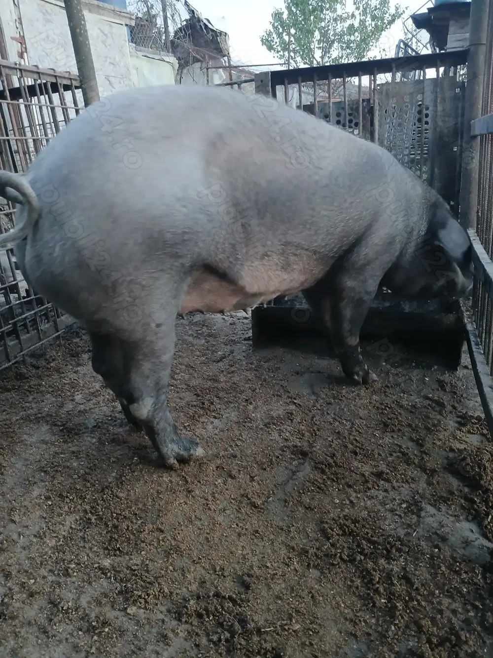 Vând purcea metis duroc cu pietran