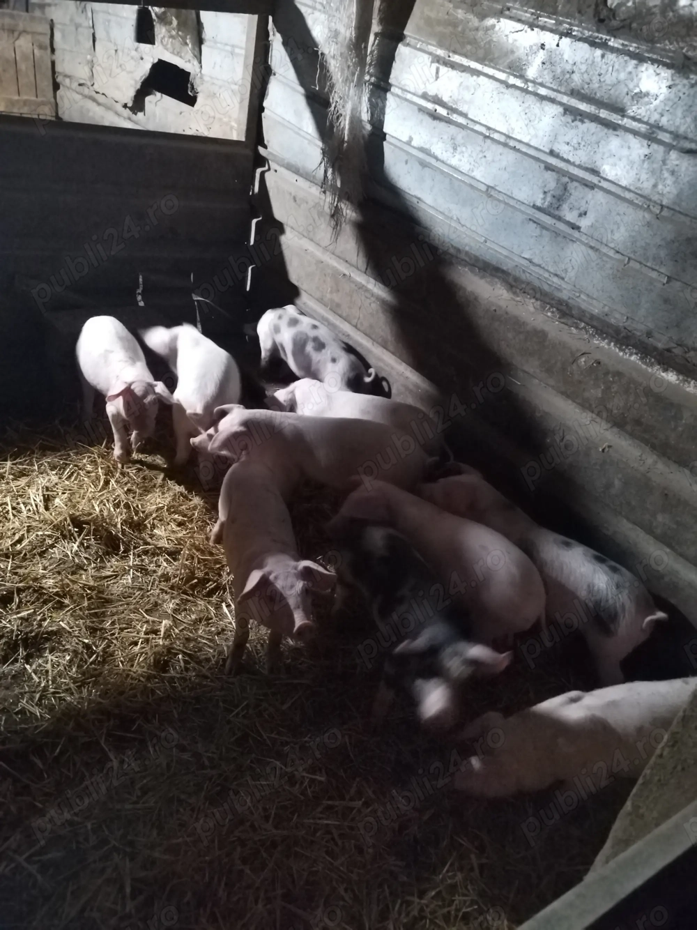 Porci și purcei de vanzare  Porci și purcei de vanzare