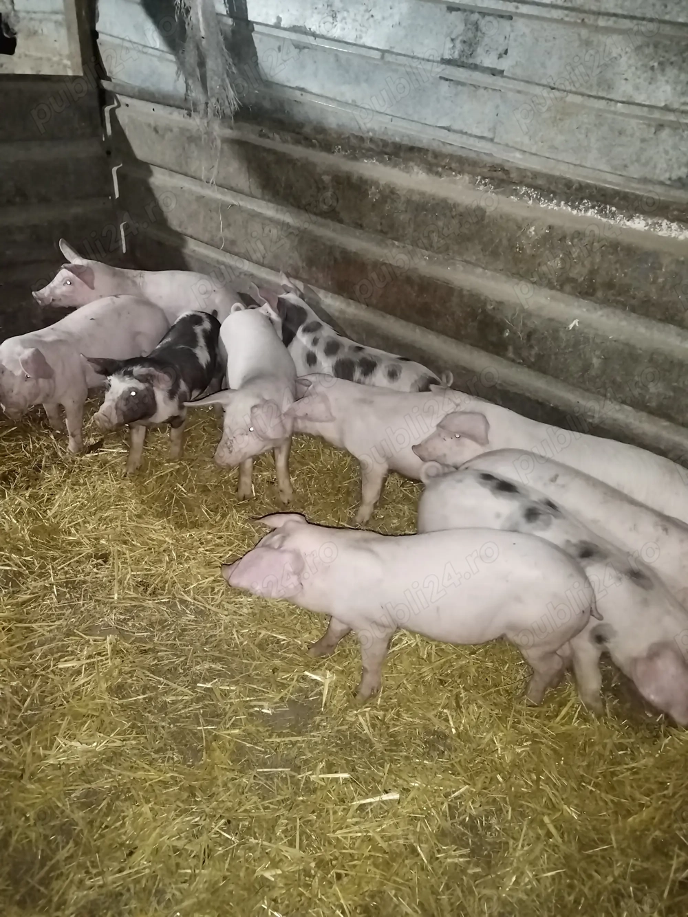 Purcei și porci de vanzare 