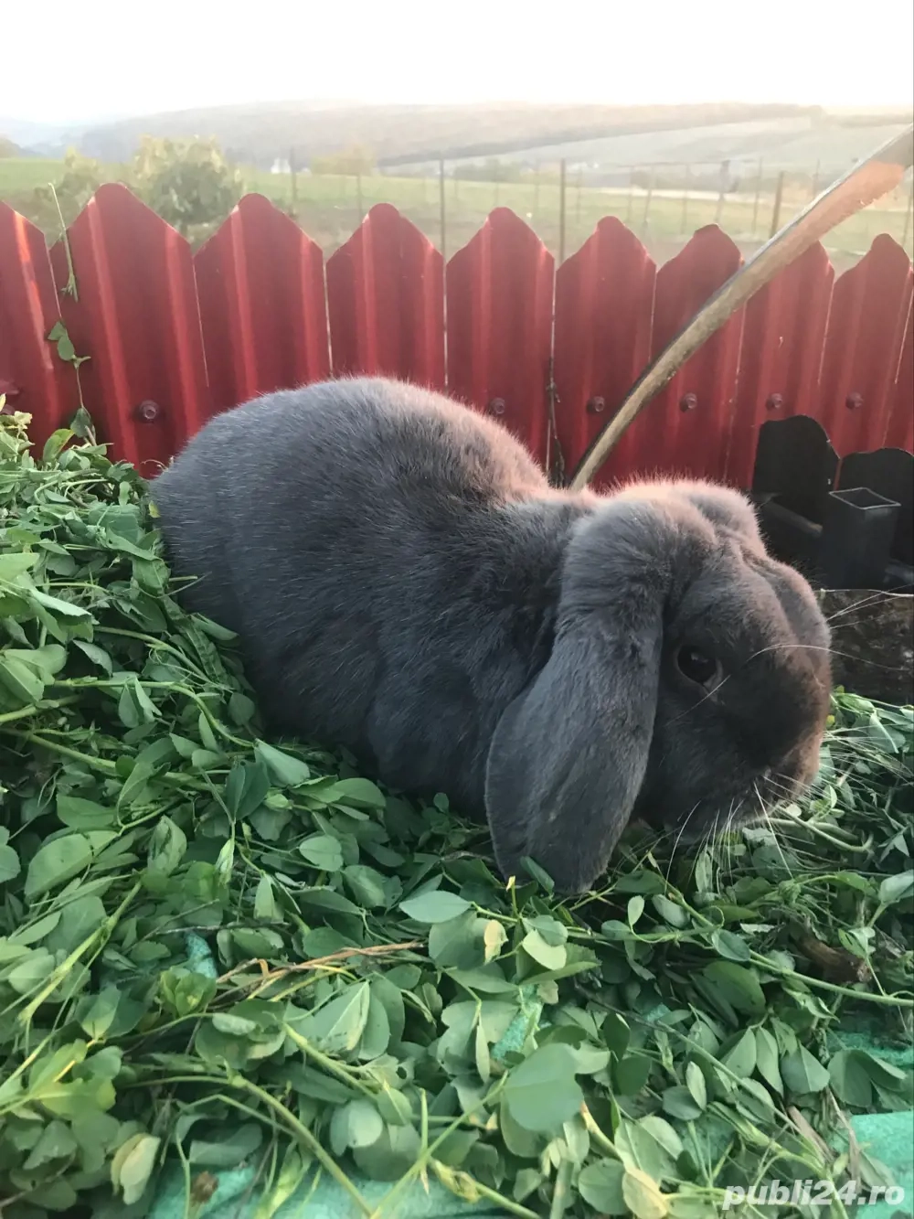 vănd mascul berbec german vănd mascul berbec german