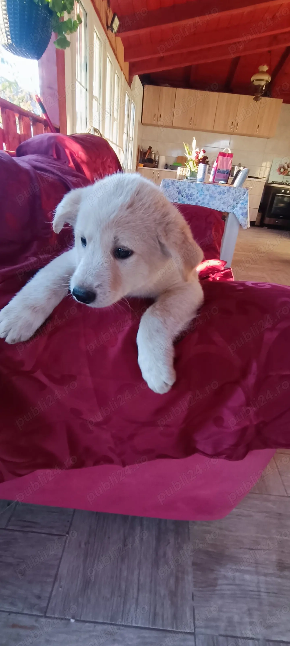 Donez cățeluși talie mare 7 săptămâni . Deparazitați vaccinați. 