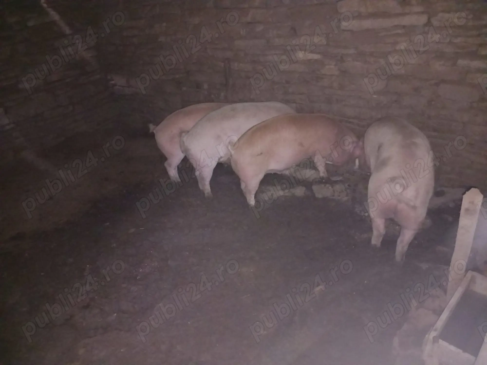 Porci de rezervat pentru Sărbători Porci de rezervat pentru Sărbători