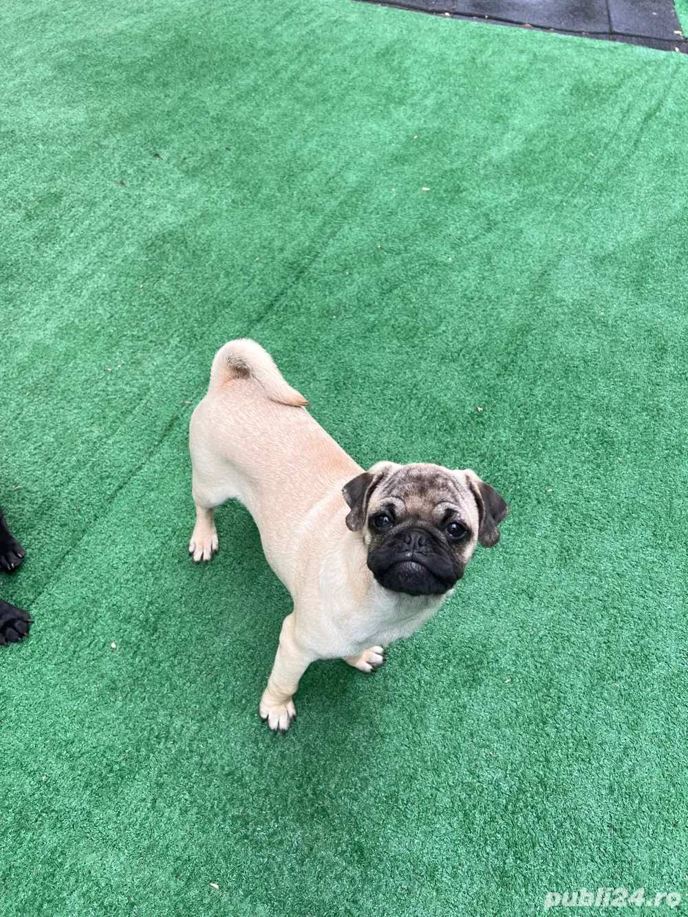 Mascul Pug superb!(mops,bulldog francez)