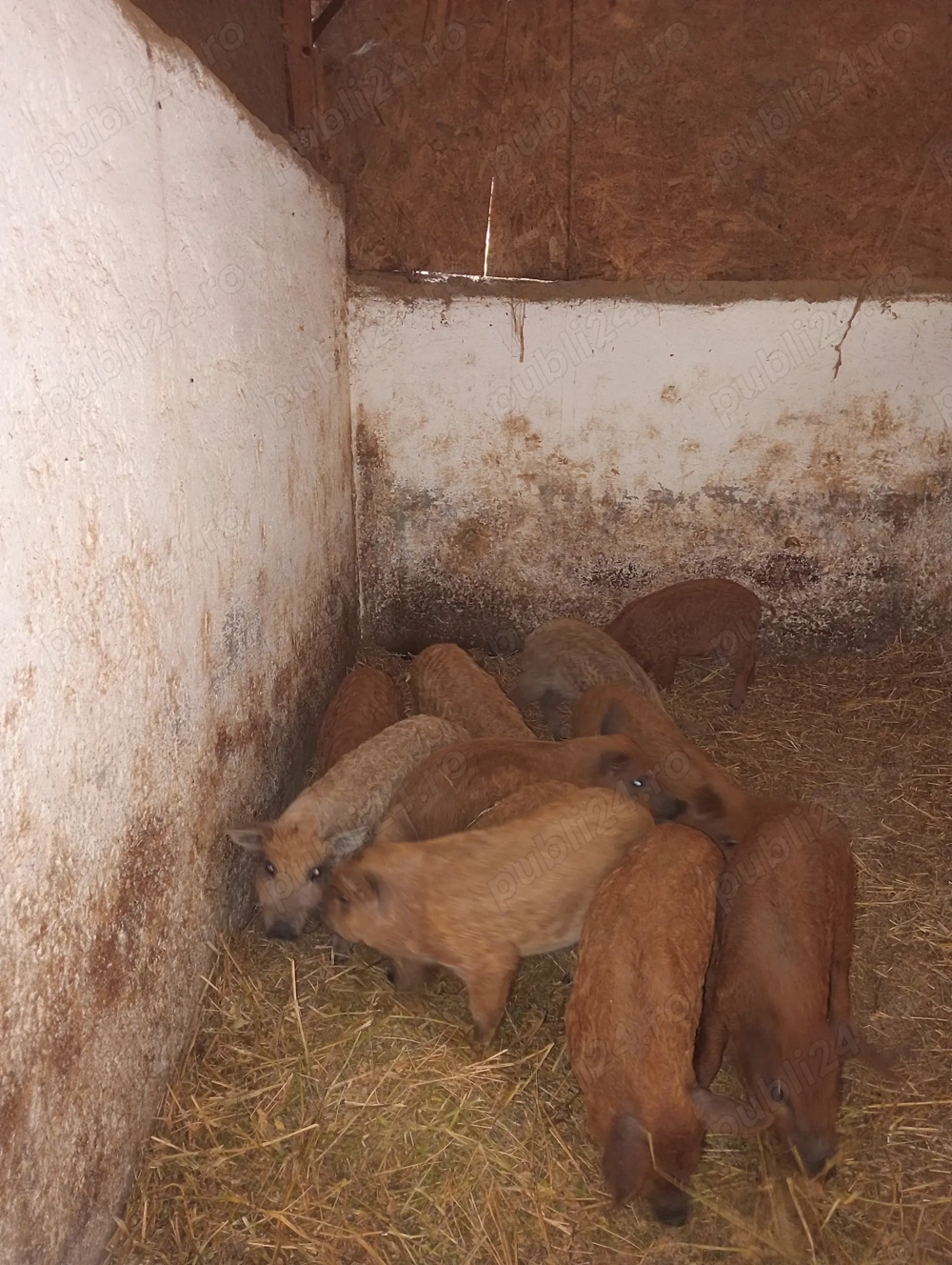 Purcei mangalița rasă pură de vânzare 