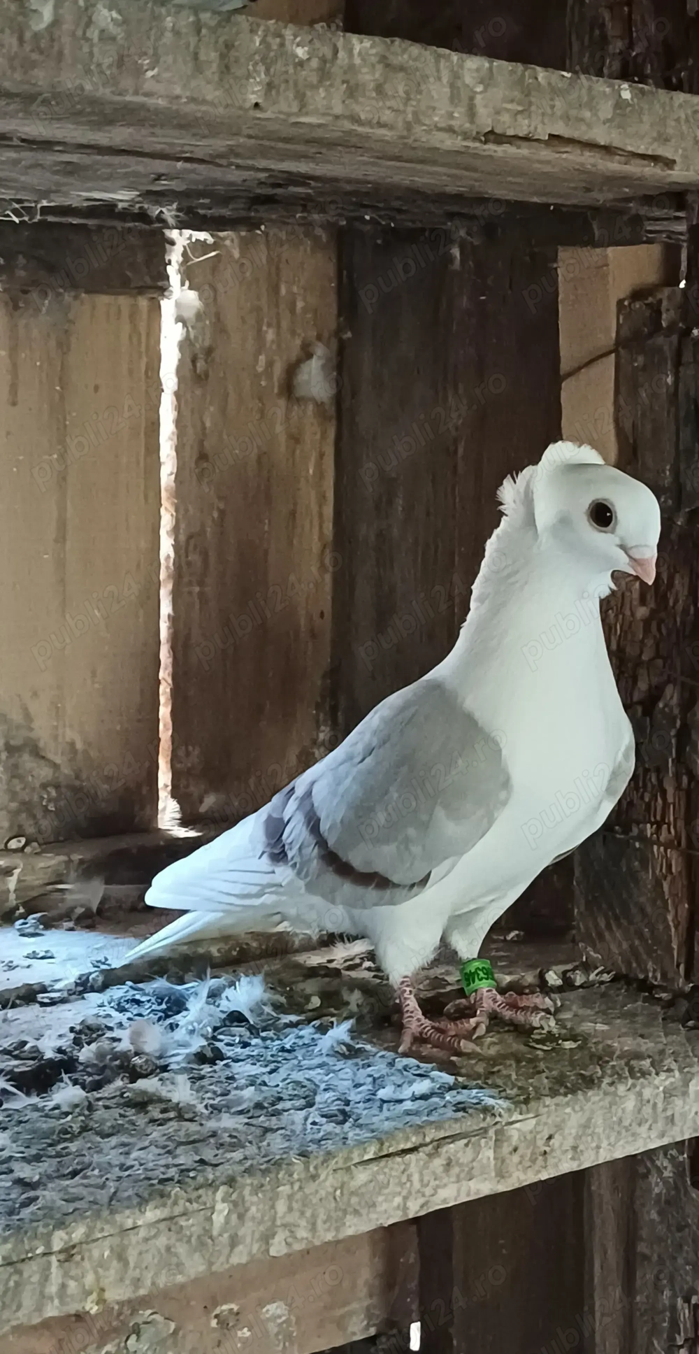 Vând porumbei, Pescăruș German  Vând porumbei, Pescăruș German