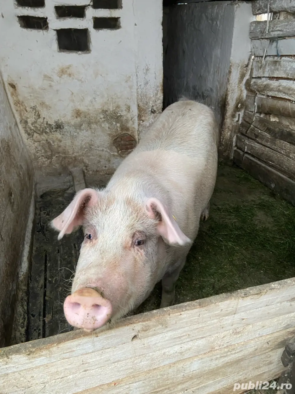 purcea disponibila  purcea disponibila