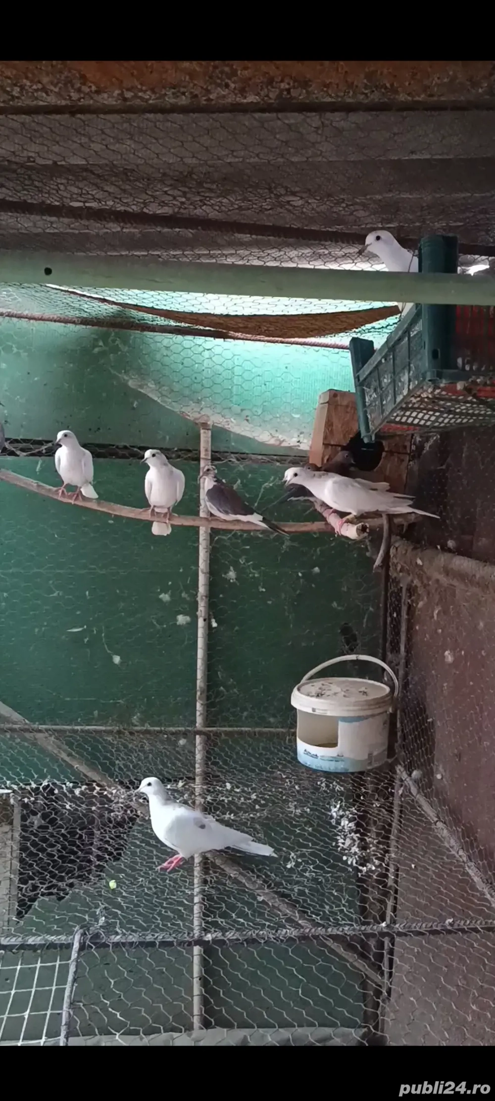 vând schimb turturele răzătoare  vând schimb turturele răzătoare