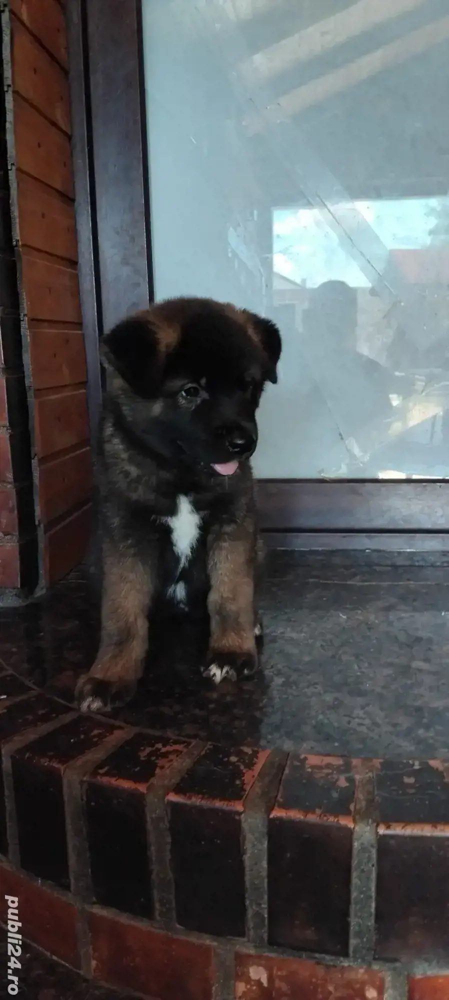 vand catei akita inu