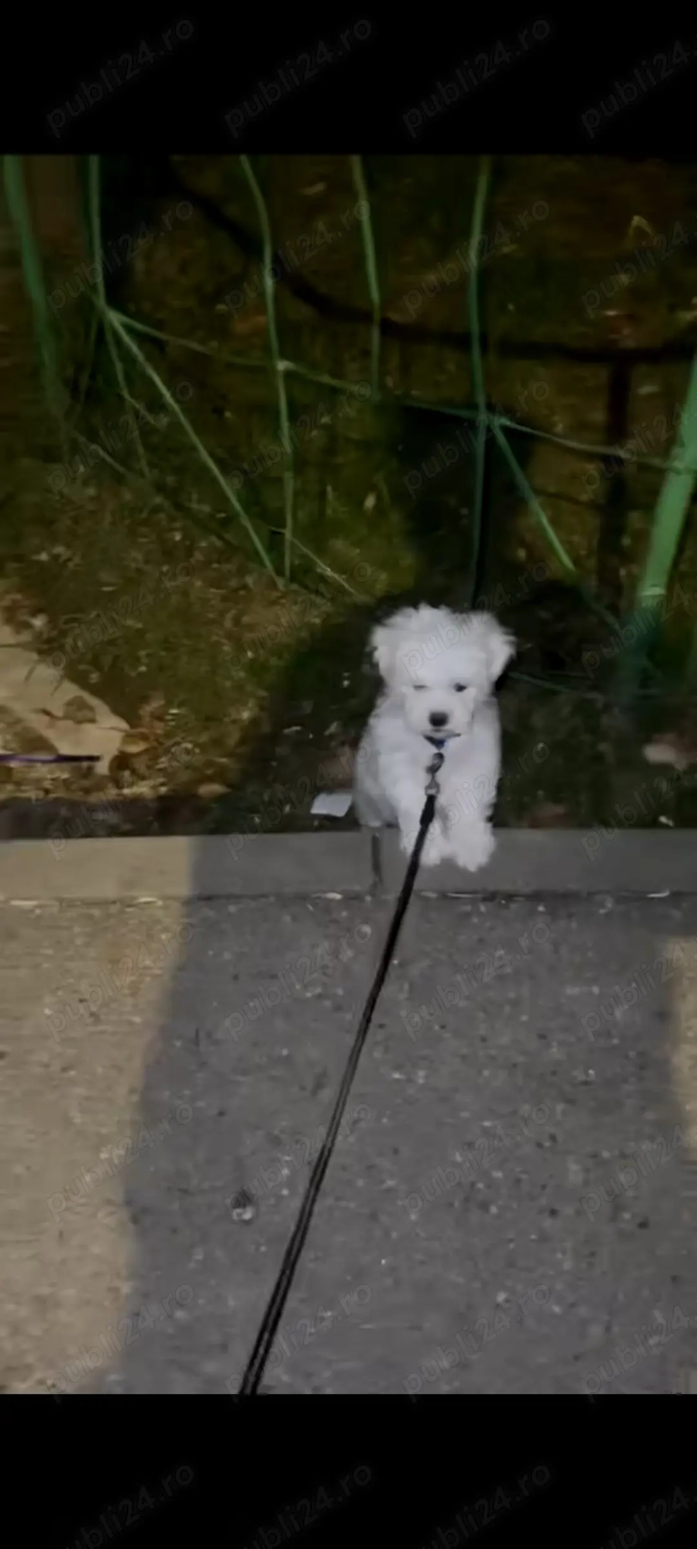 Bichon Maltez Mini Toy