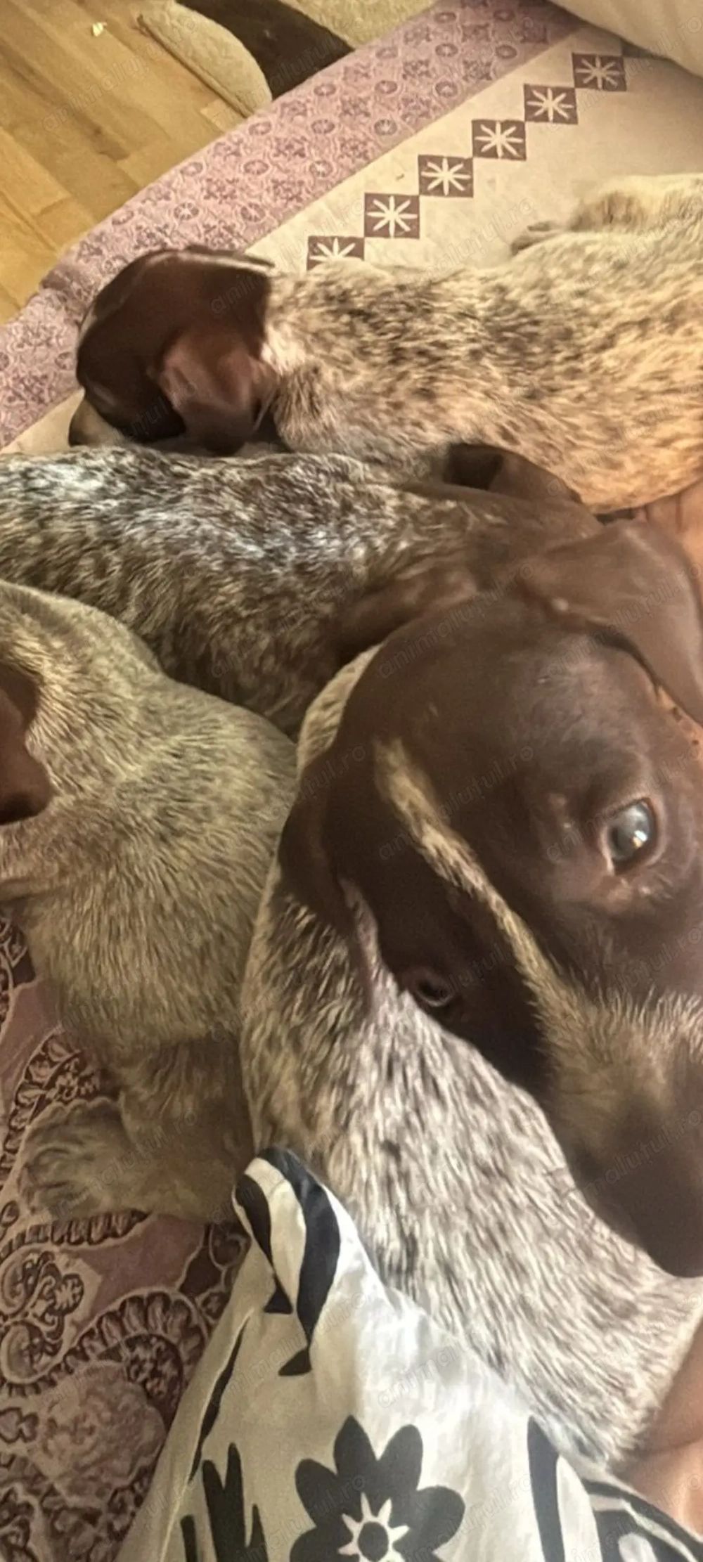 Căței de vanzare Căței de vanzare