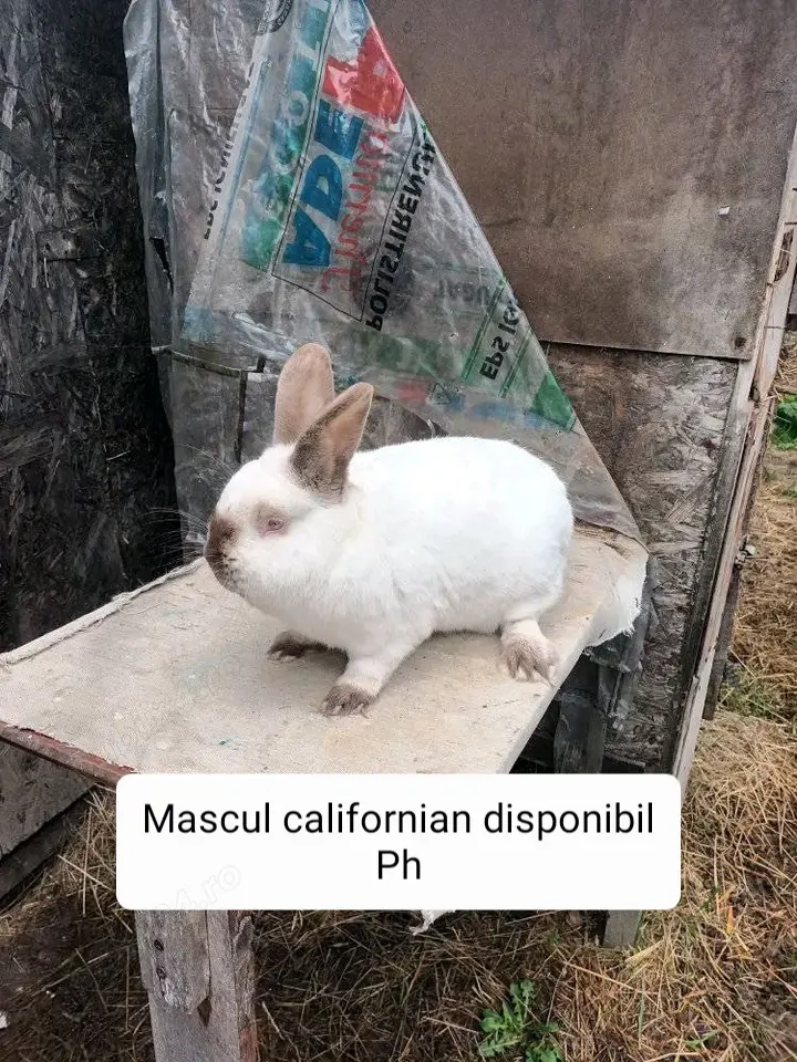 Iepuri rasa californian