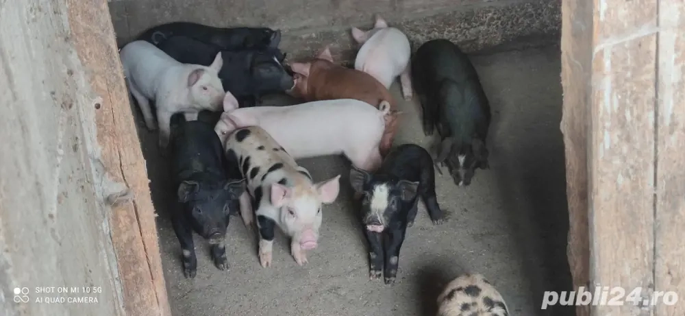Purcei de vânzare 