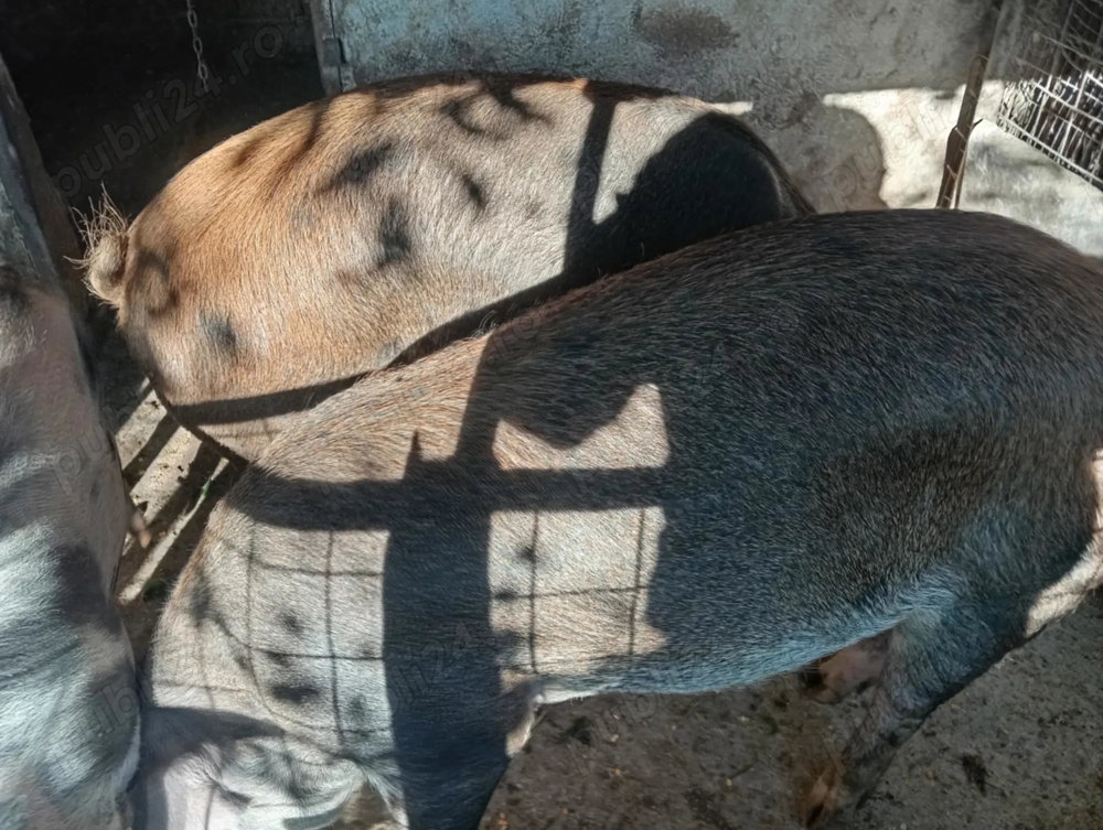 Vand porci pentru sacrificat 17 lei kg! Vand porci pentru sacrificat 17 lei kg!