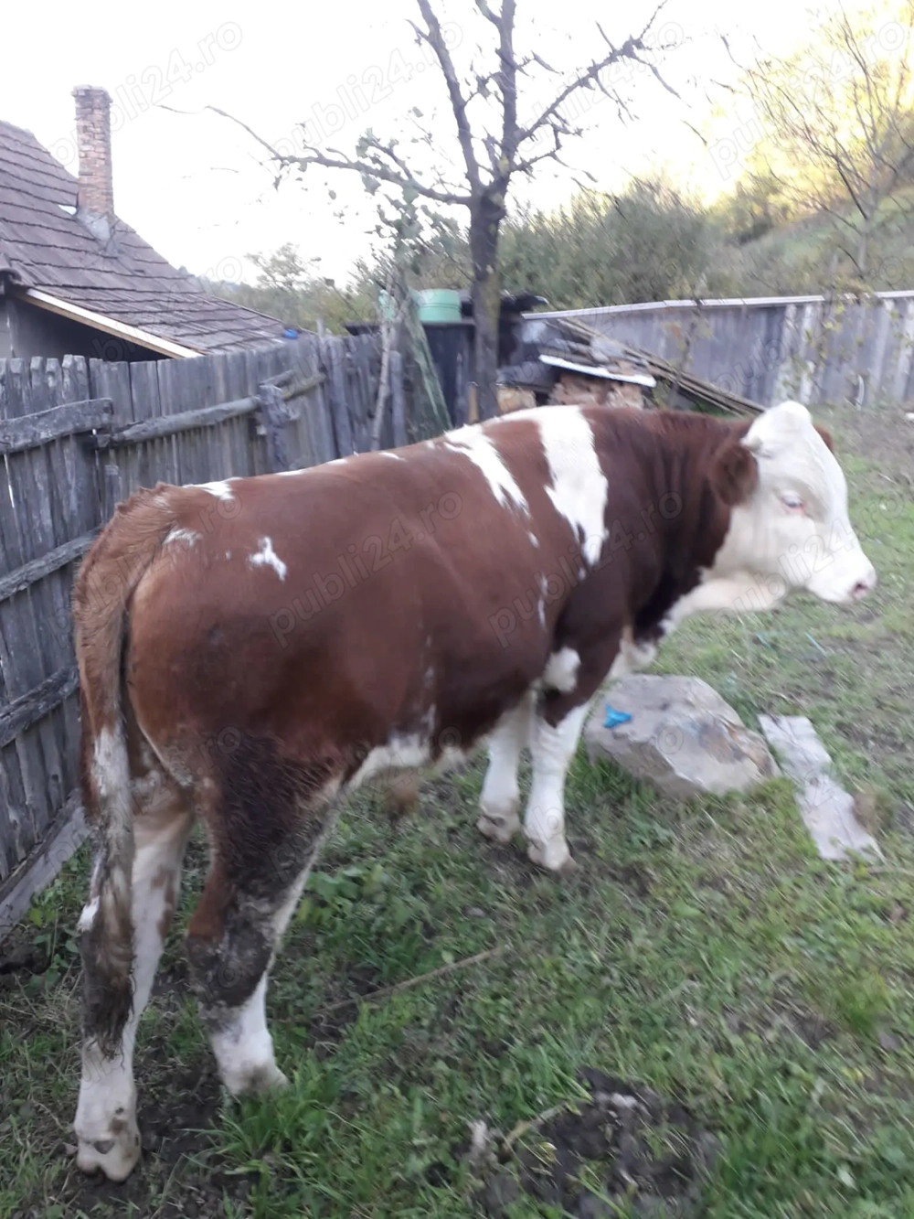 Vind tauraş rasă balțată romănească