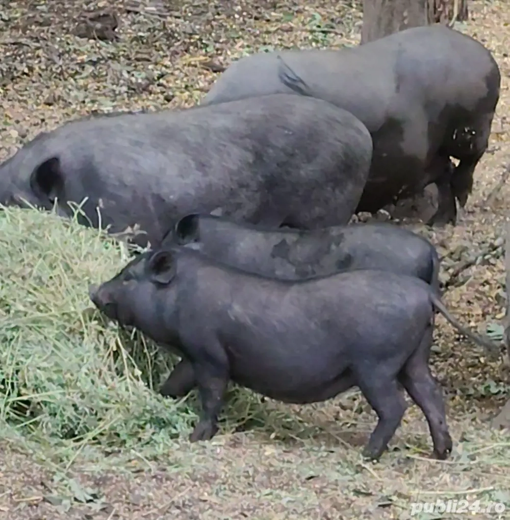 Vitnamezi   Purcei   Scroafe Gestante  