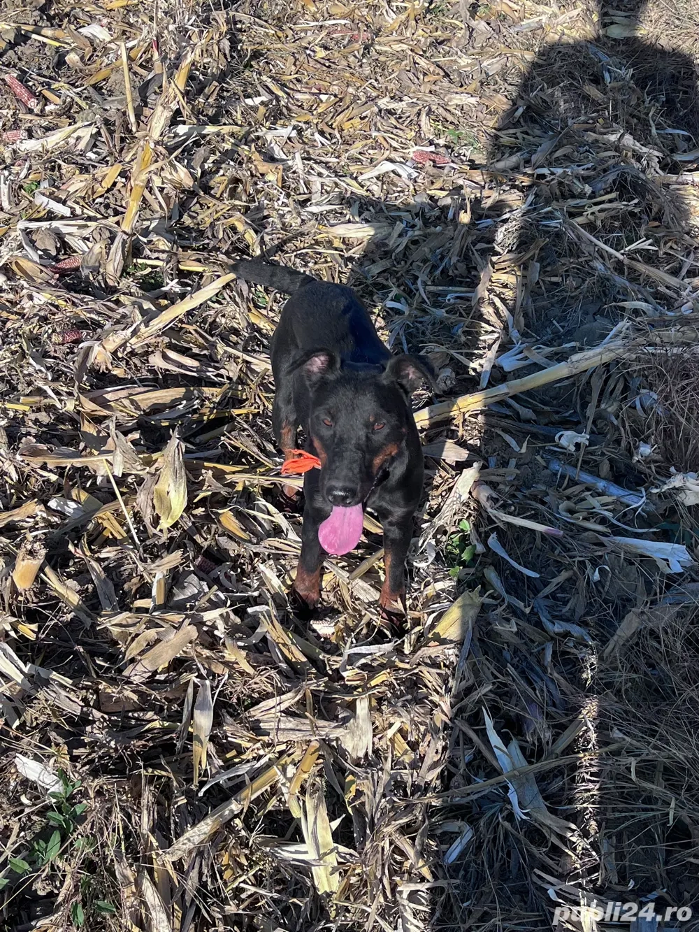 Femela jagdterrier si mascul airedale terrier Femela jagdterrier si mascul airedale terrier