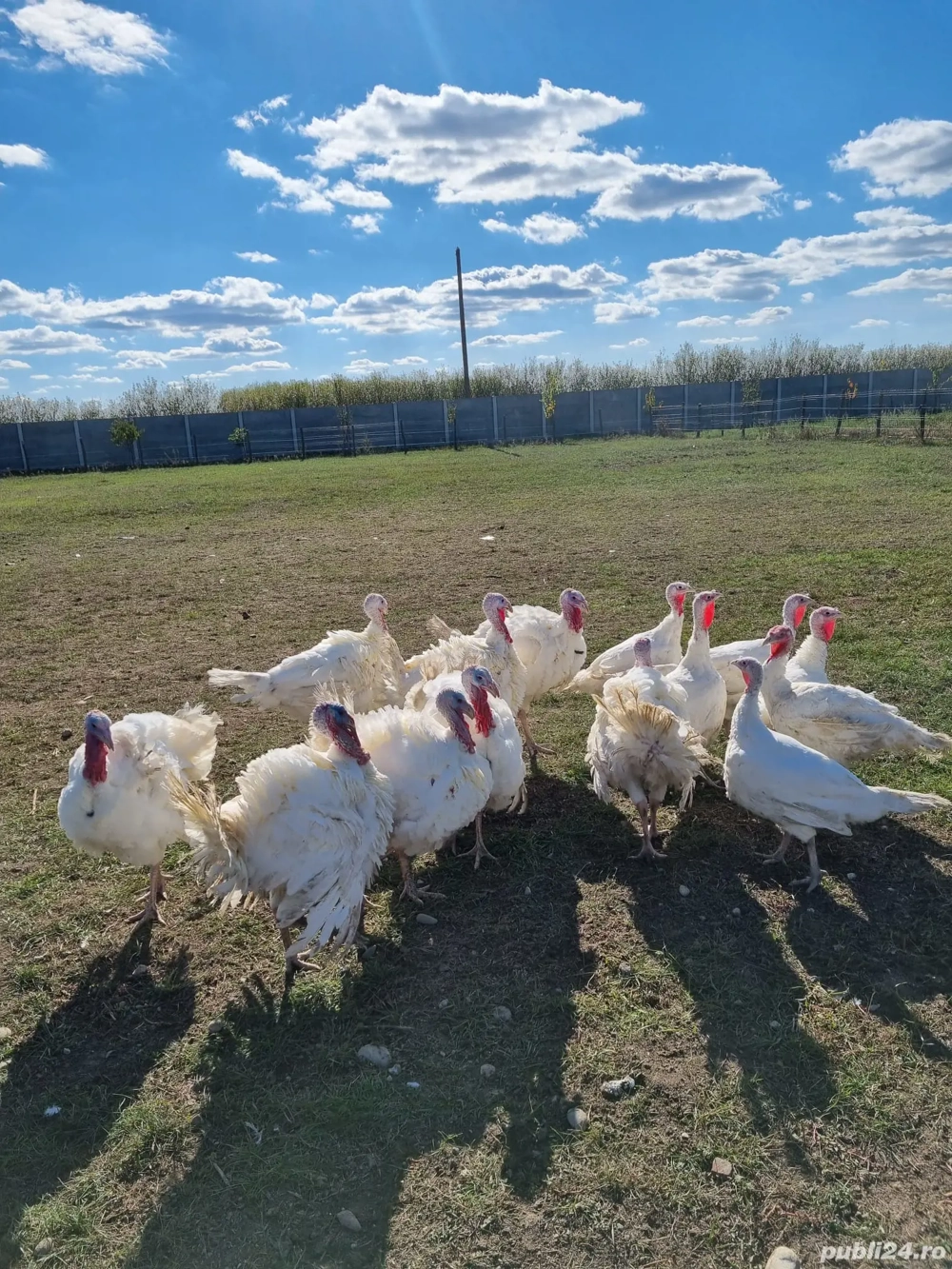 Vând Curcani Vând Curcani