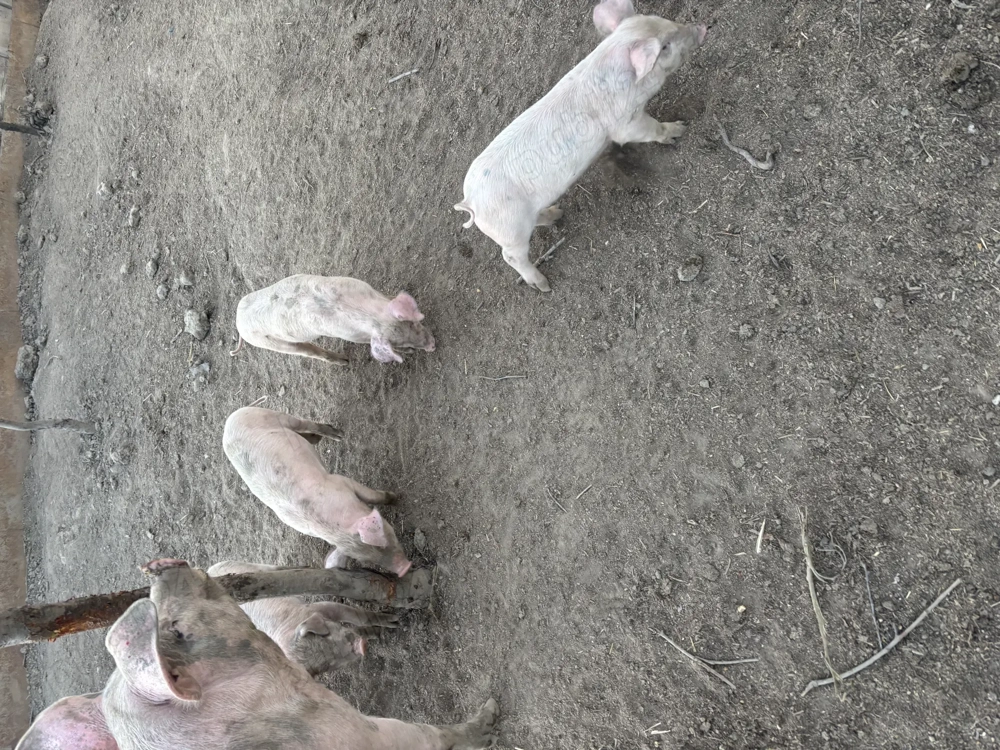 Vand purcei de carne  Vand purcei de carne