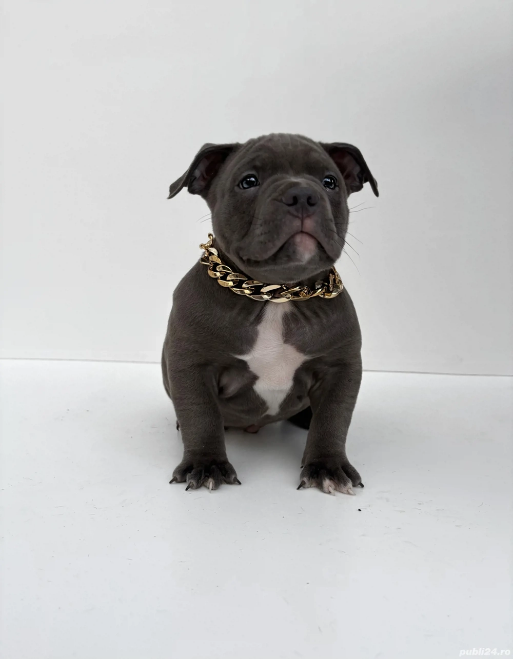 American Bully Pocket