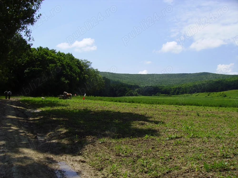 Padure frumoasa la Vaslui - Negresti, 9 hectare  