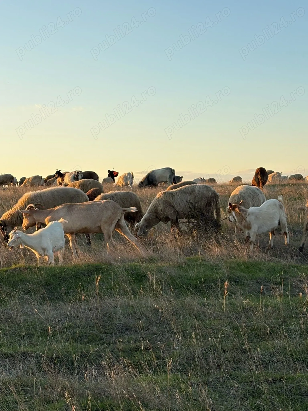 Vand oi și capre de vânzare!!