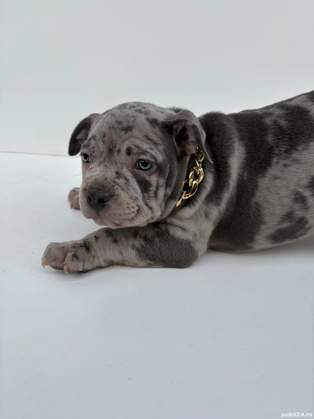 American Bully Pocket 