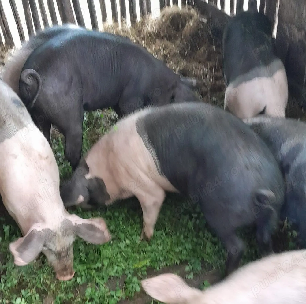 5 purcei de 6 luni, crescuti la curte in Sincai-Fanate, Mures 5 purcei de 6 luni, crescuti la curte in Sincai-Fanate, Mures