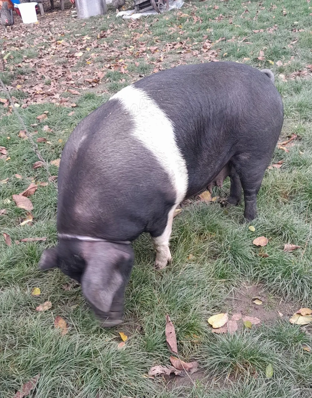 Scroafă de 260kg, in judetul Mures Scroafă de 260kg, in judetul Mures