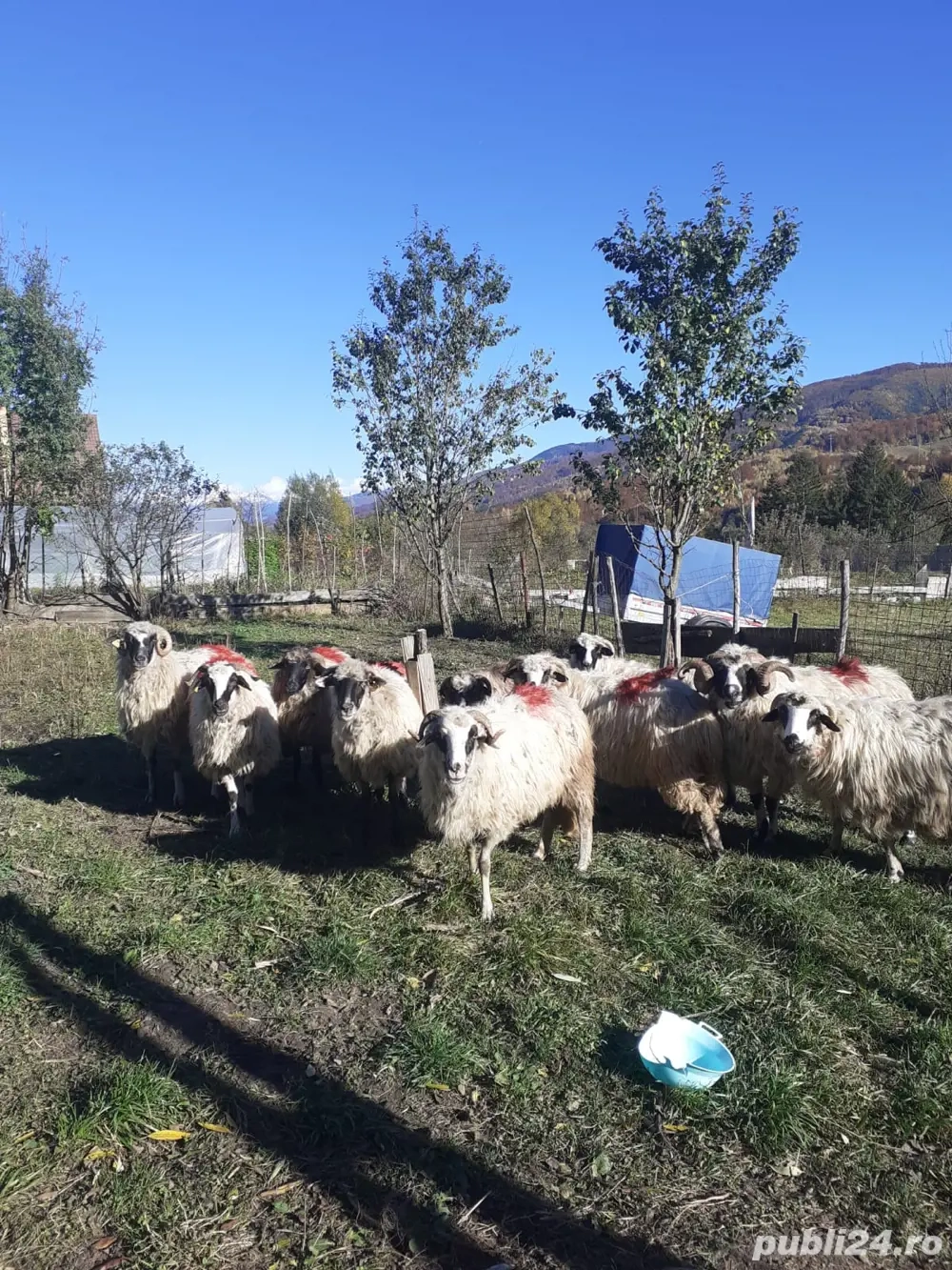 vand oi turcane breze