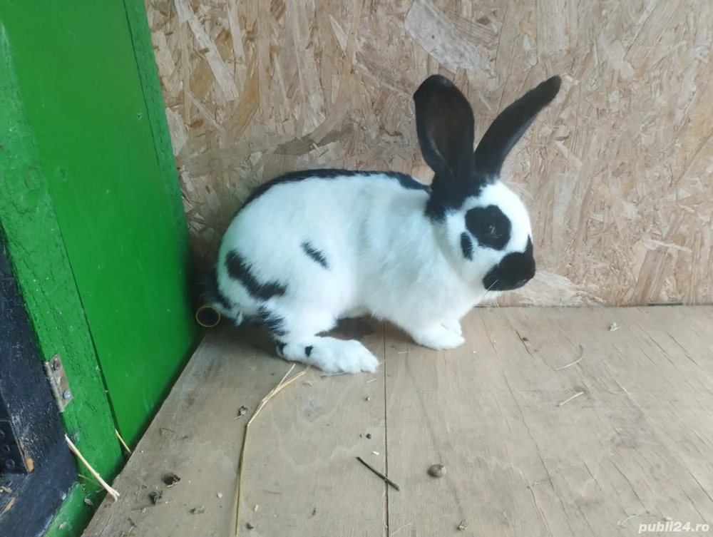 vand schimbi cu porumbei vand schimbi cu porumbei