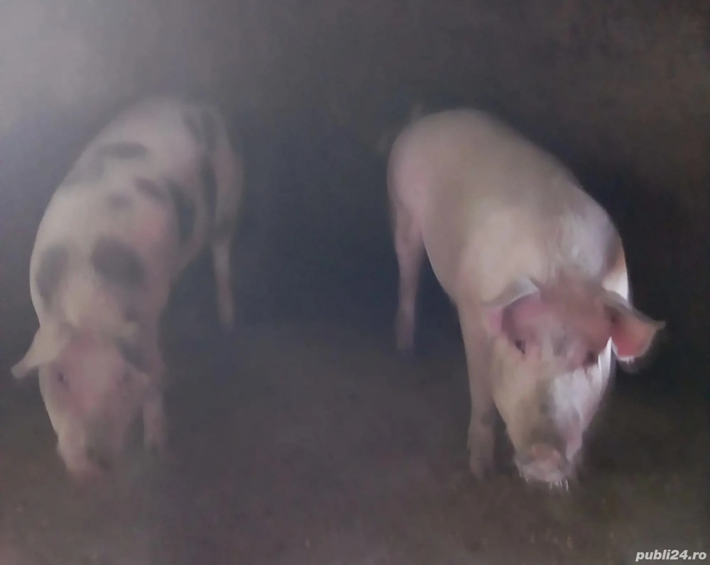 De vinzare  De vinzare