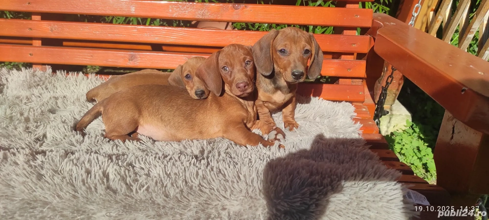 Cateluși teckel talie mică !