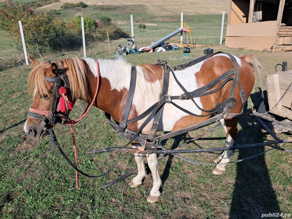 vand sau schimb cu un cal de lucru 