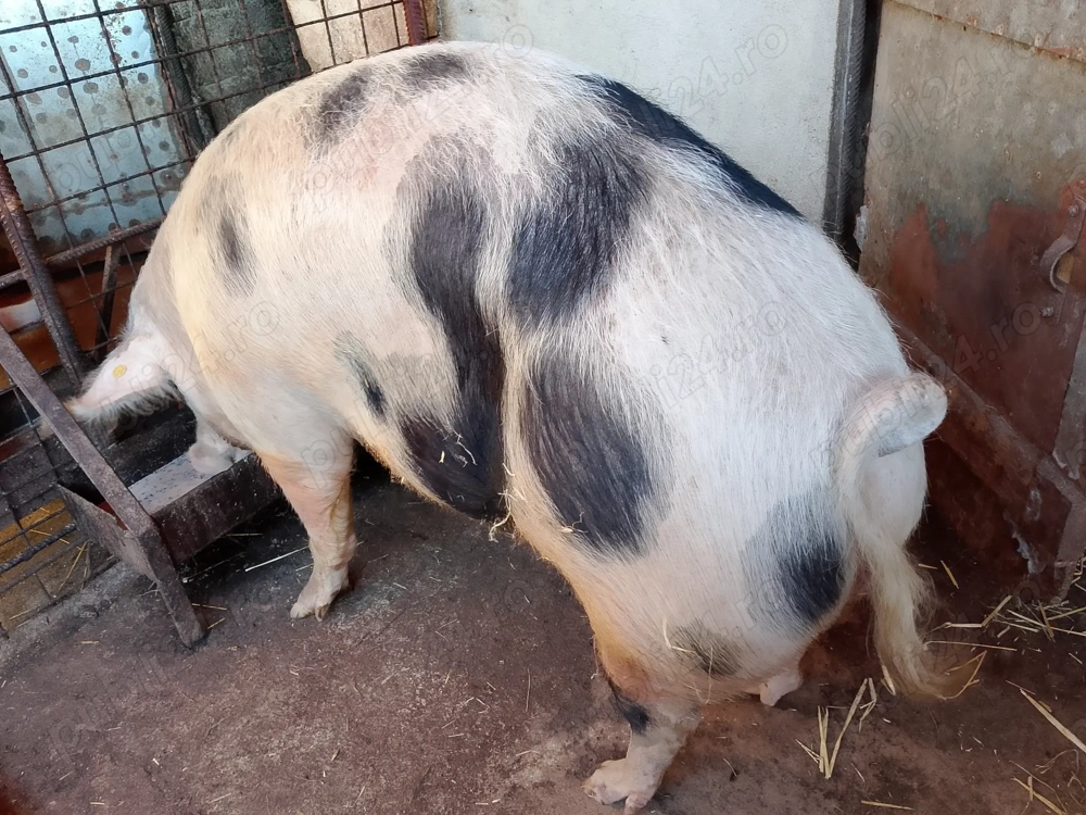 Vand porc de 300 Kg .