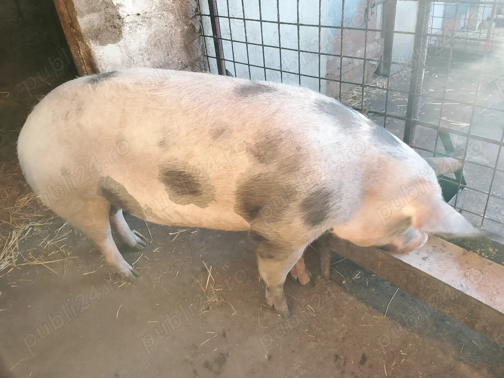 Vand porc gras de 200 kg .