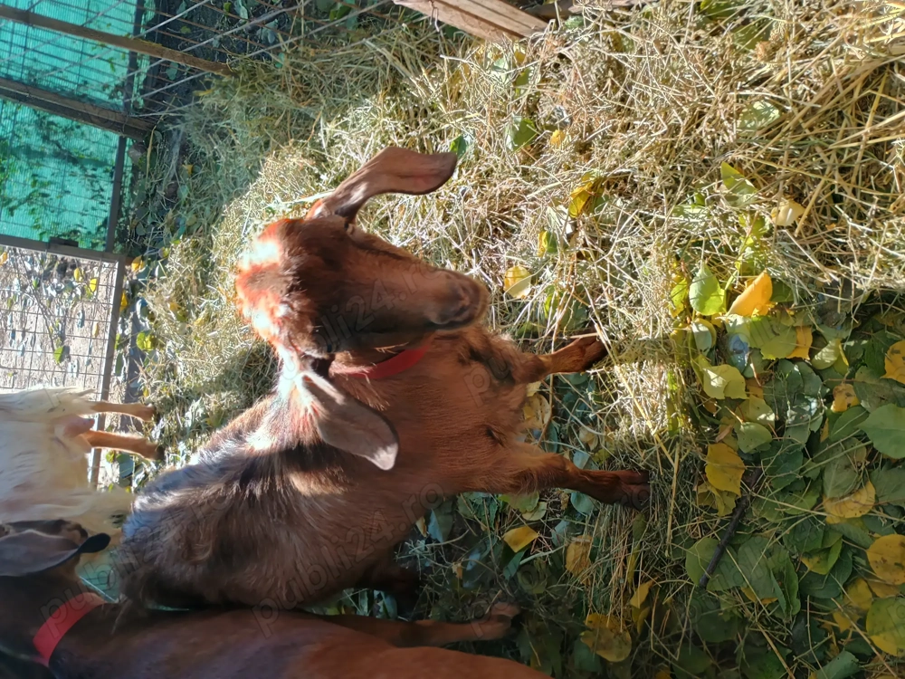 Capre de vânzare  Capre de vânzare