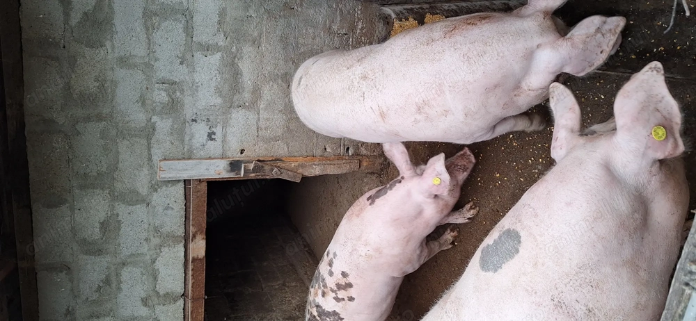 Vand porci de Crăciun 