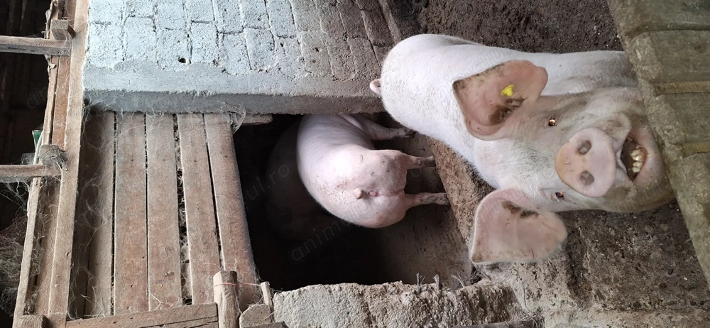 Vand porci de Crăciun 