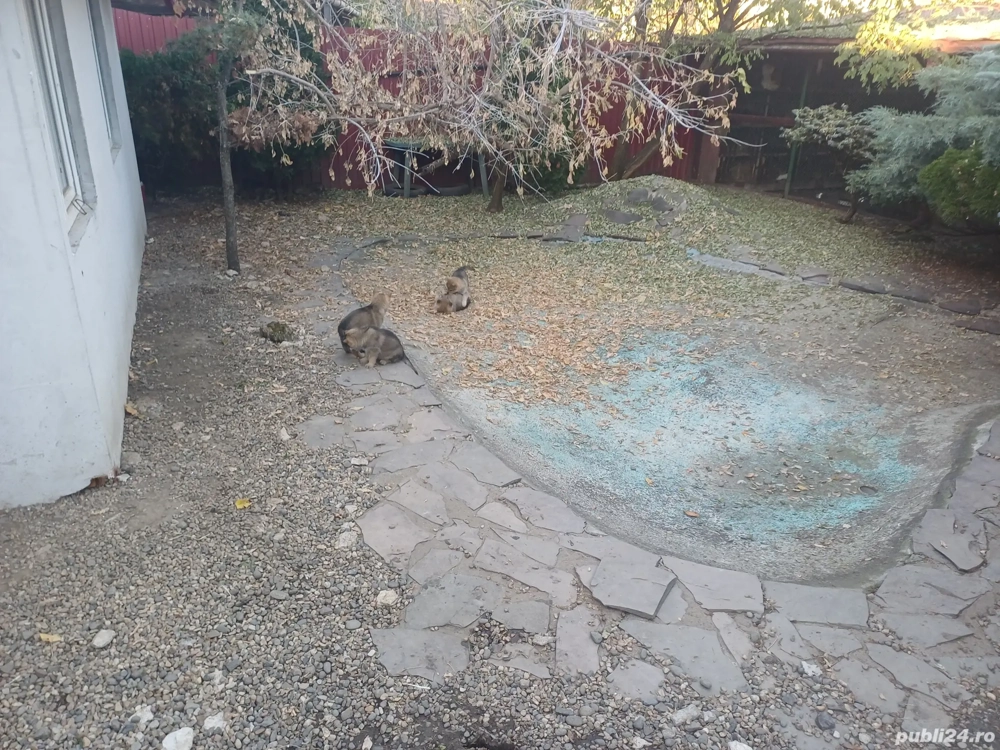 vand puiuti lup cehoslovac