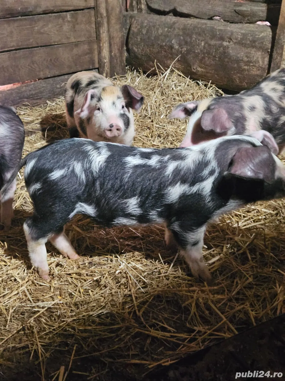 Purcei de vanzare Purcei de vanzare