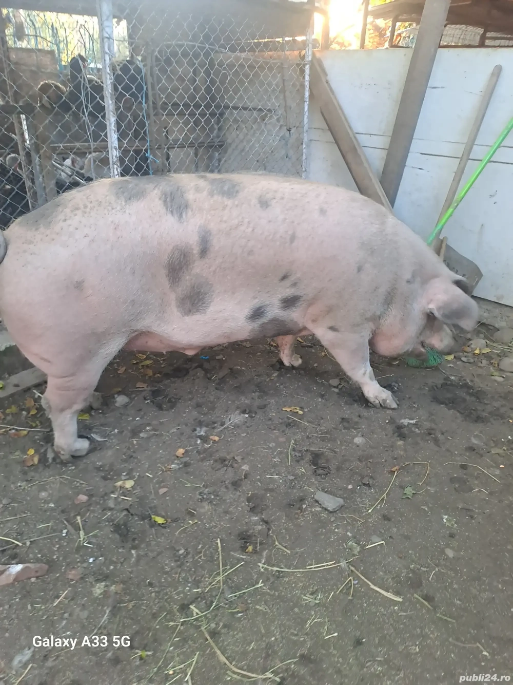 Porci mari de vanzare