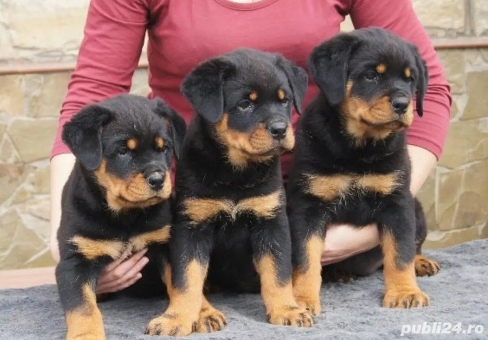 Rottweiler căței