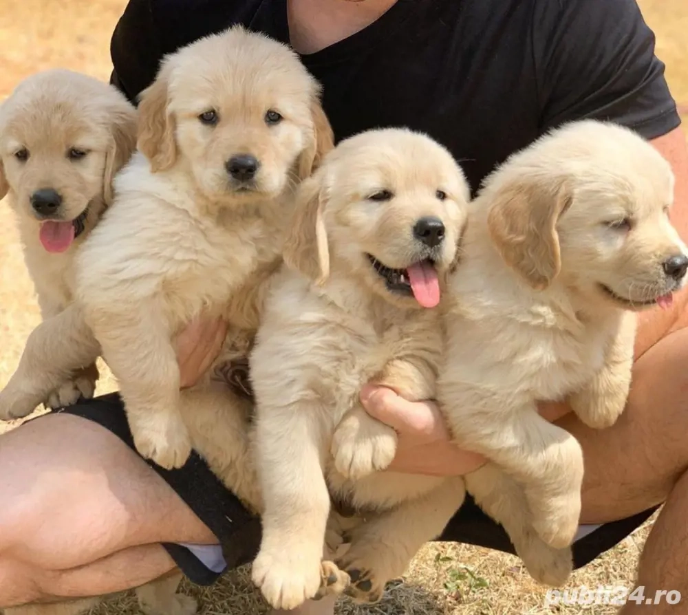 Golden Retriever căței
