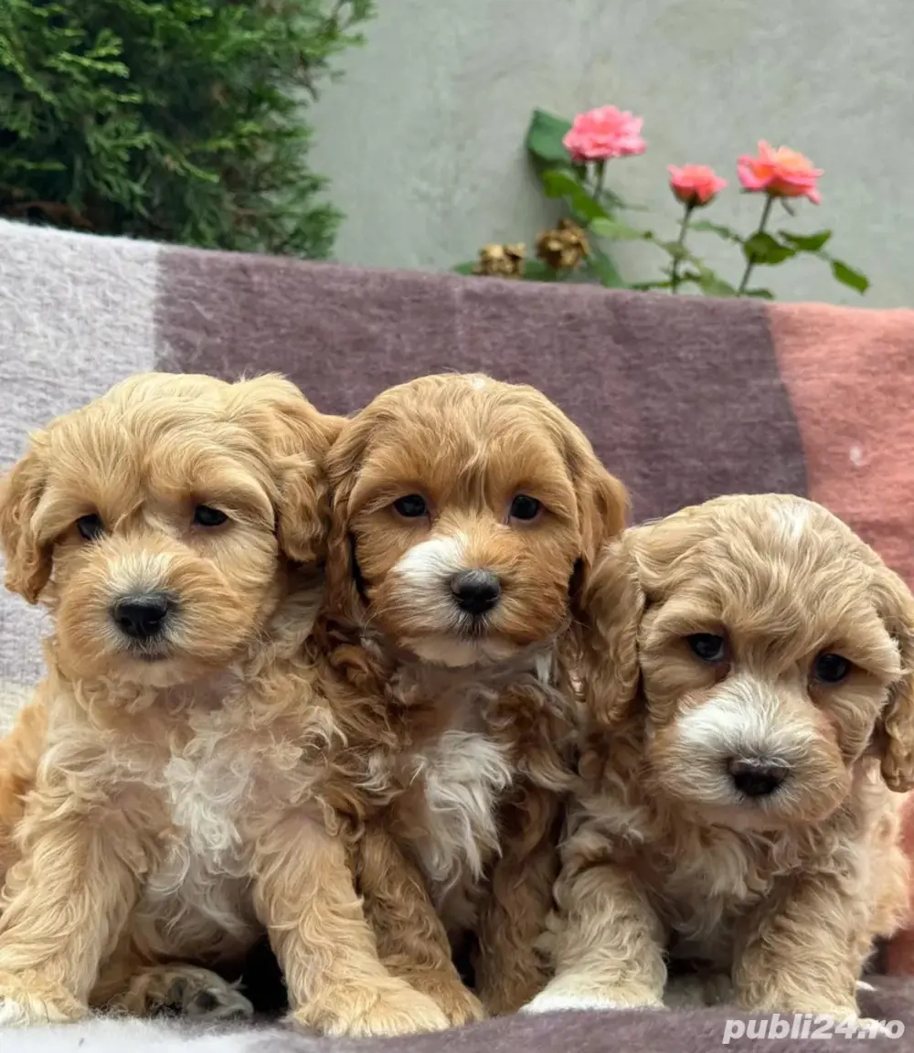 Maltipoo mini căței